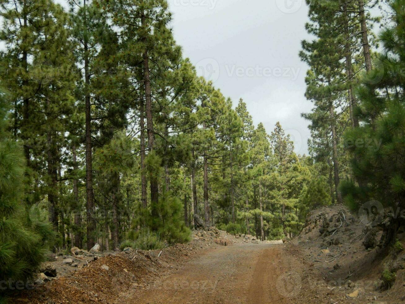 Trees in the forest photo