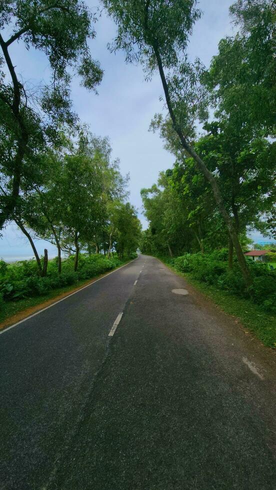 Empty road in the middle of a forest photo