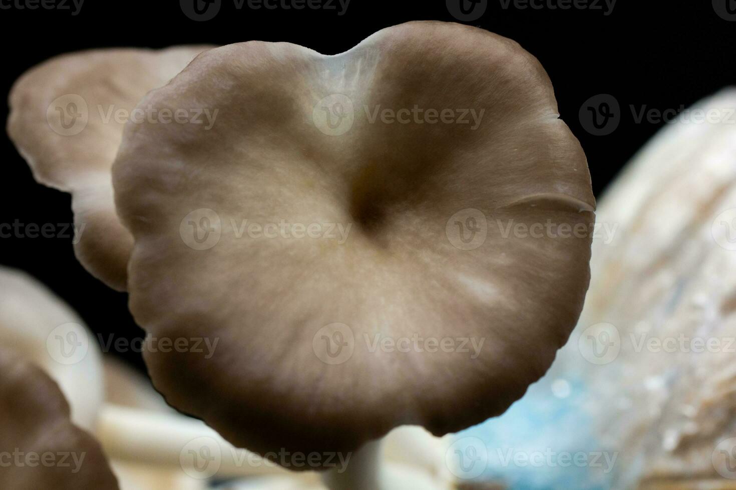 Oyster mushroom grow out of the bag on black background , Group oyster mushroom . photo