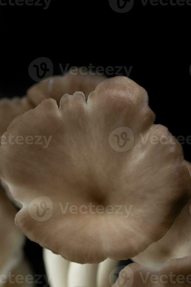 ostra seta crecer fuera de el bolso en negro antecedentes , grupo ostra seta . foto