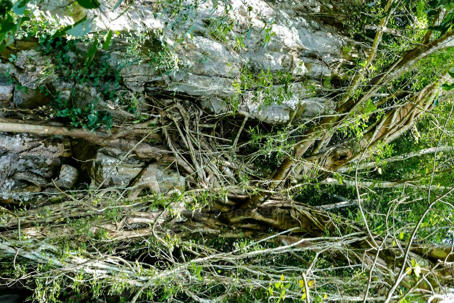 tree branches by a rock photo