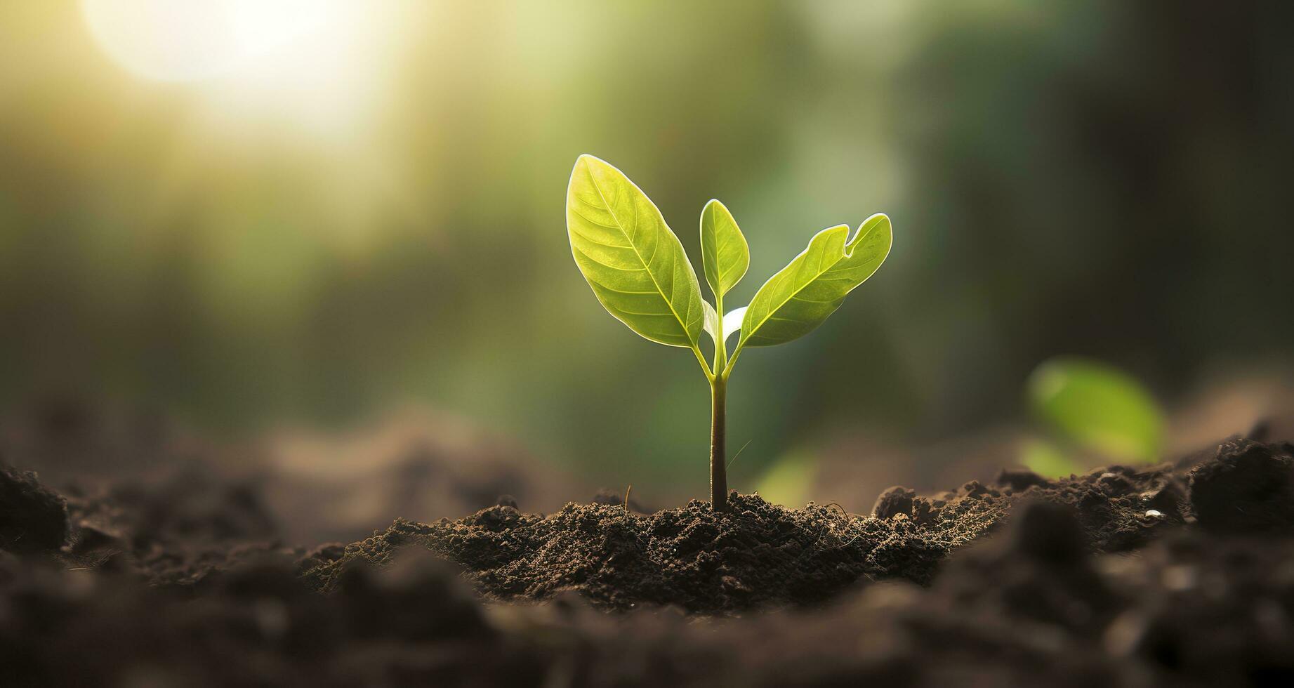 Small tree growing with sunshine in the garden. eco concept. Generative AI photo