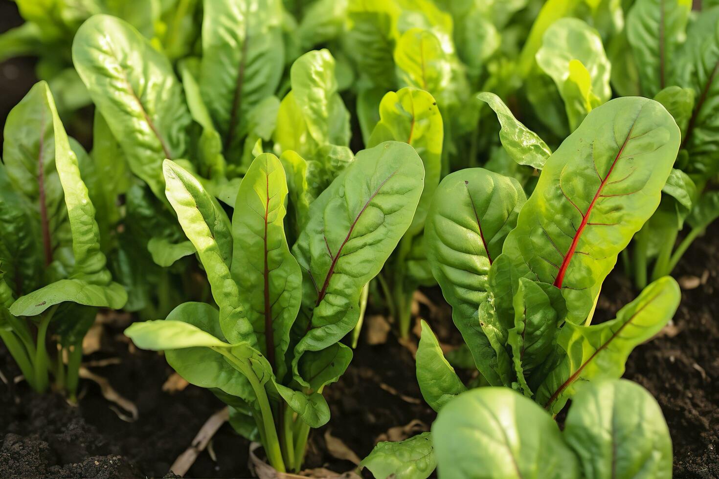 Chard growing in an urban garden. Garden beet and salad leaves close up. Generative AI photo