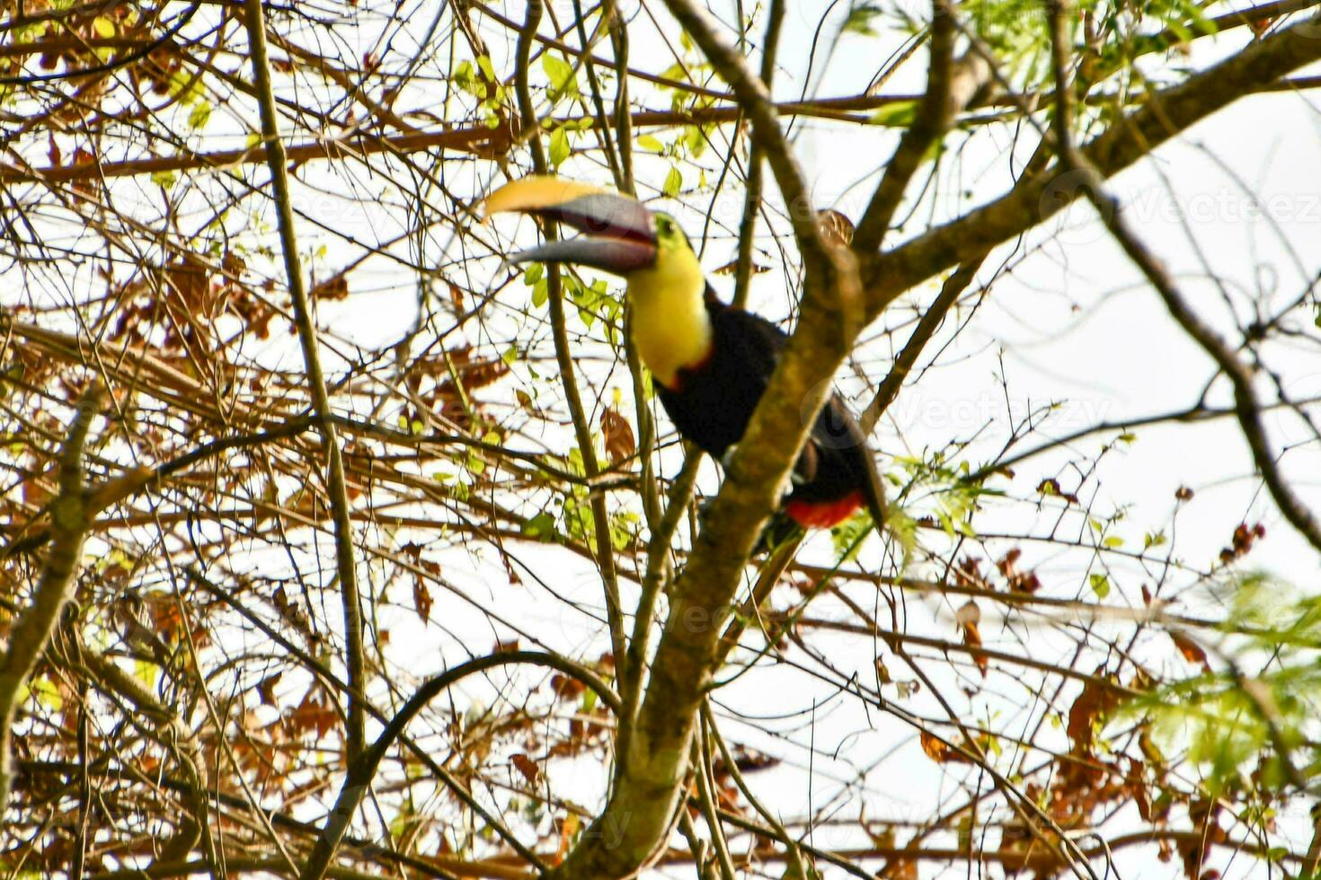 Toucan in the tree photo