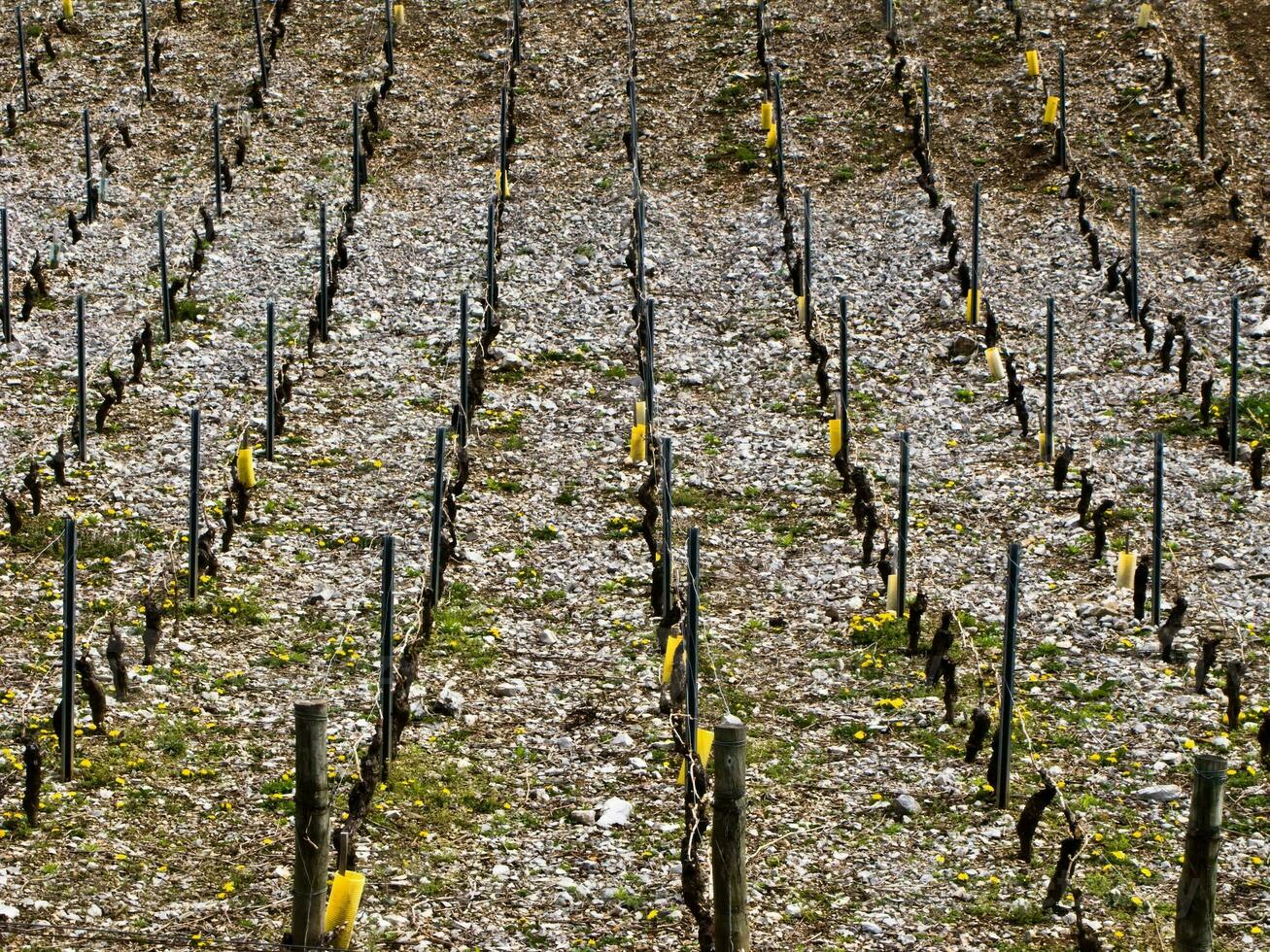 Verdant Vineyards of Chignin, Savoie, France photo