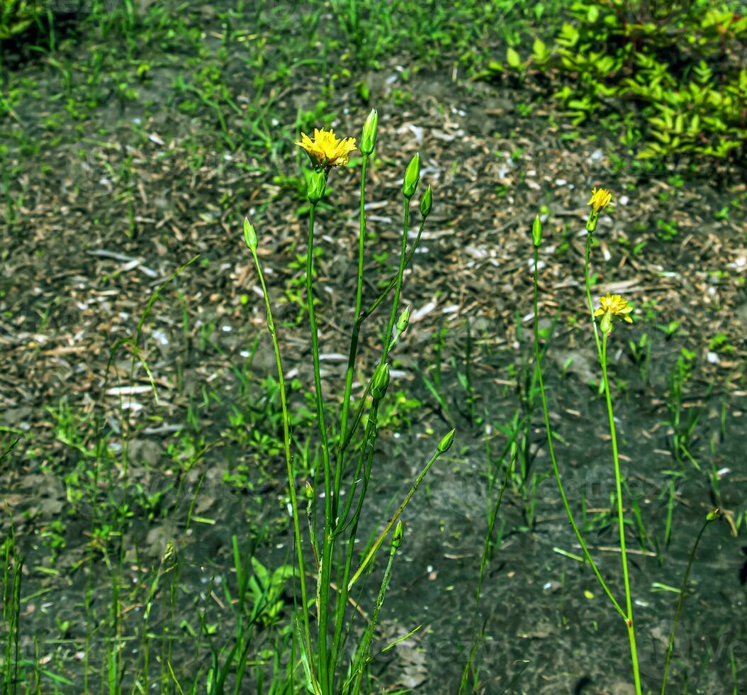 The yellow flowers of Scorzonera humilis look very much like a dandelion photo