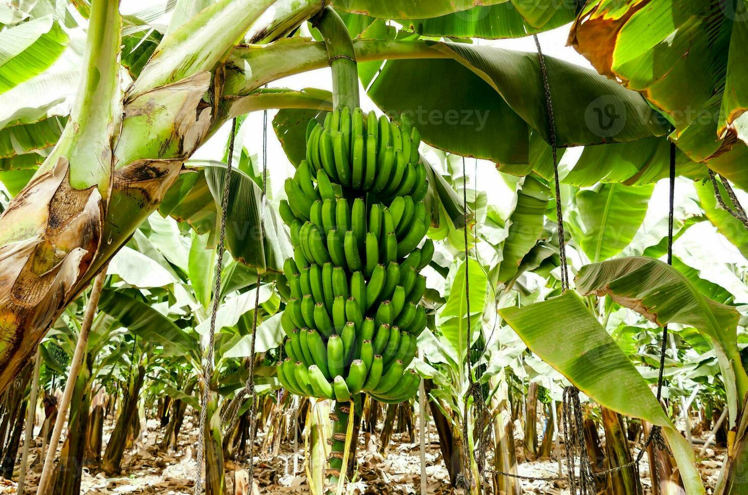A banana crop photo
