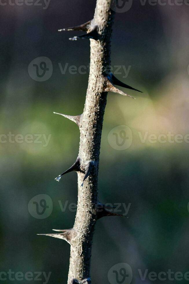 A branch with thorns photo