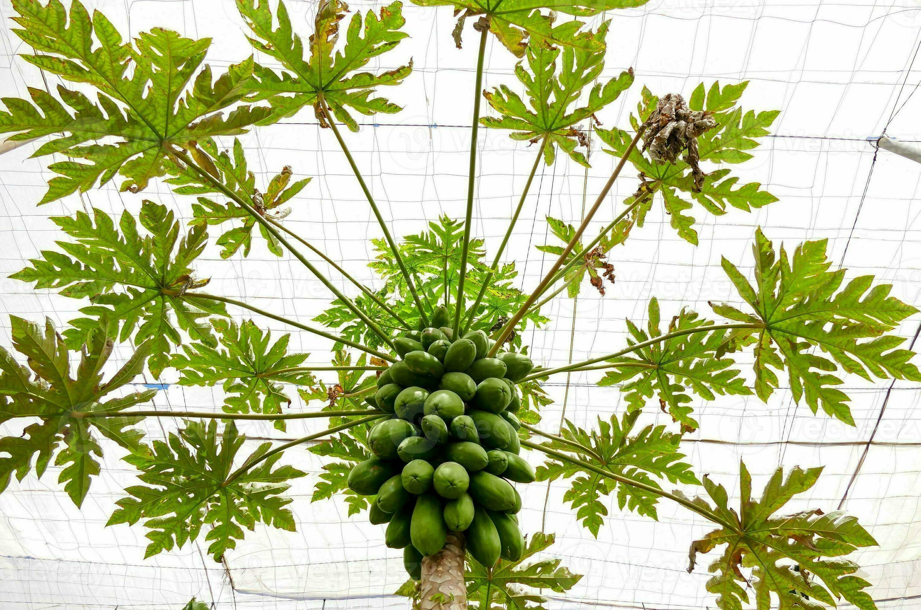 a papaya tree growing in a greenhouse 32308294 Stock Photo at Vecteezy