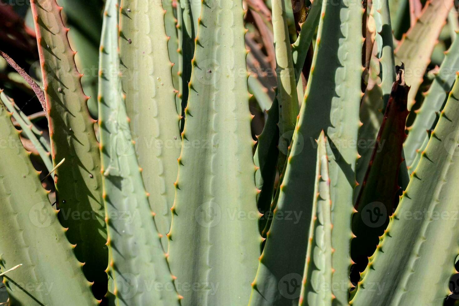 Close up of a succulent photo