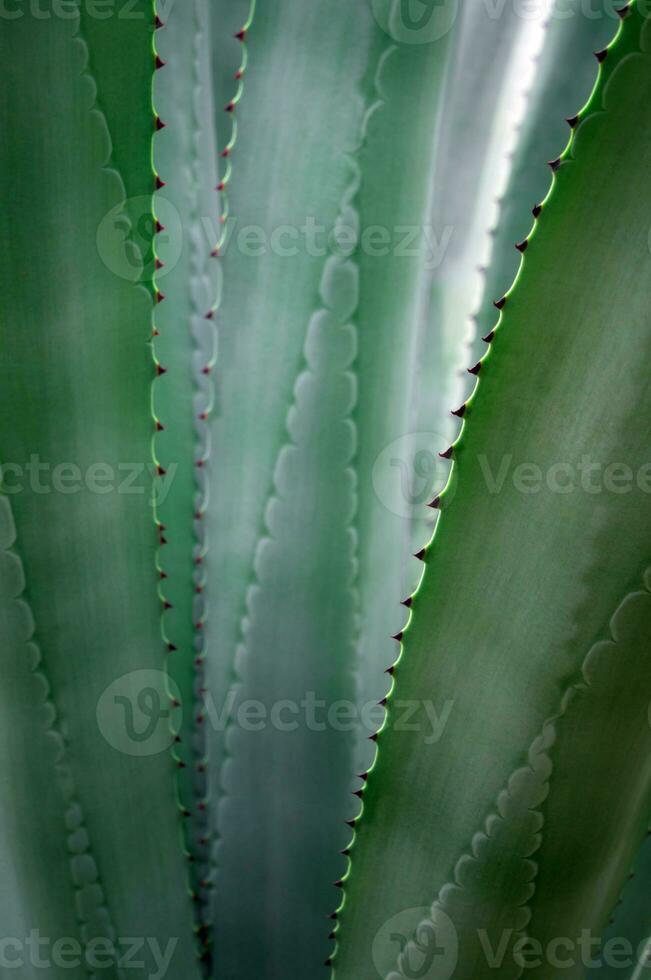 Succulent plant close-up, fresh leaves detail of Agave americana photo