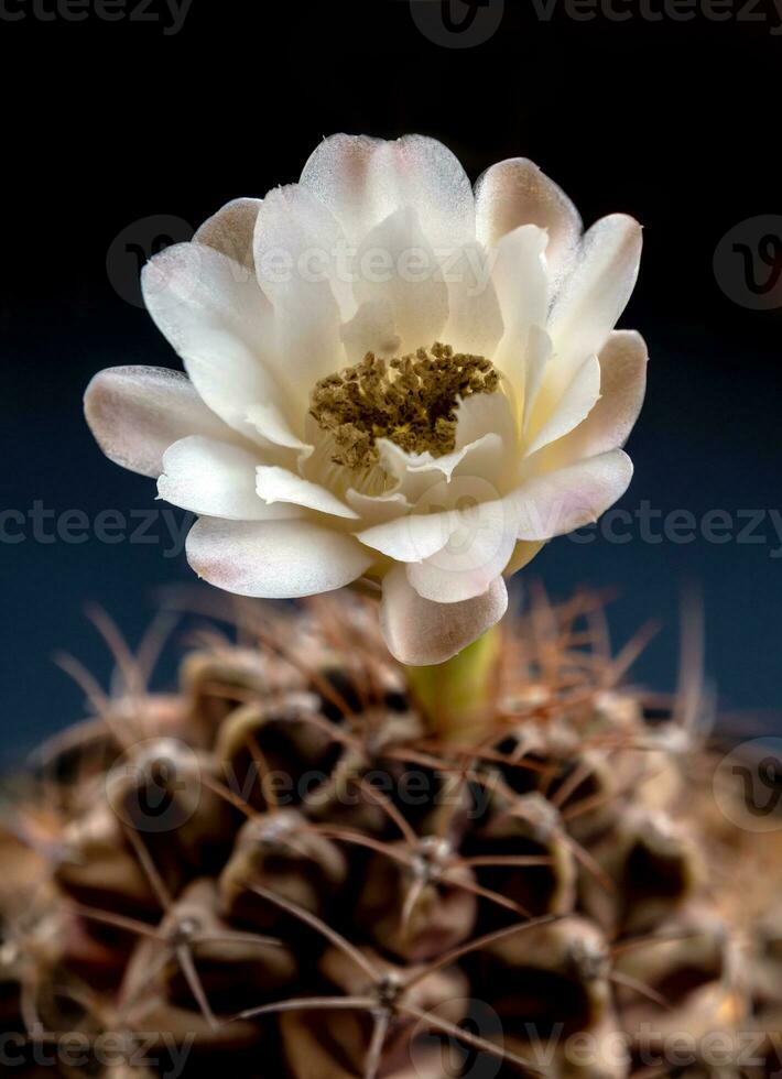 Gymnocalycium Cactus flower close-up white and light brown color delicate petal photo