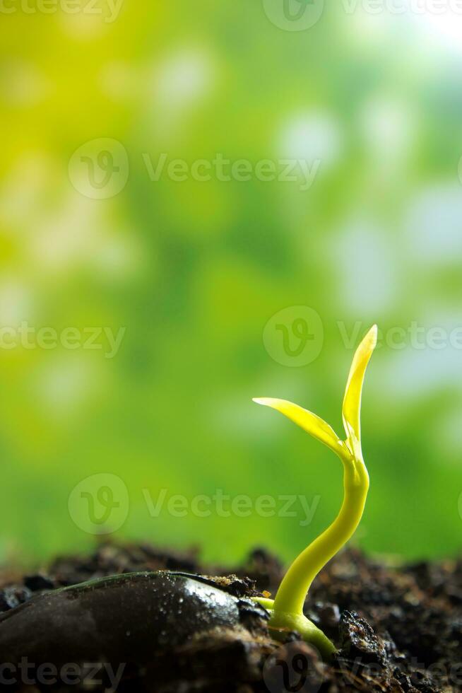 brote, hojas, de, planta joven, plántula, en, bosque foto