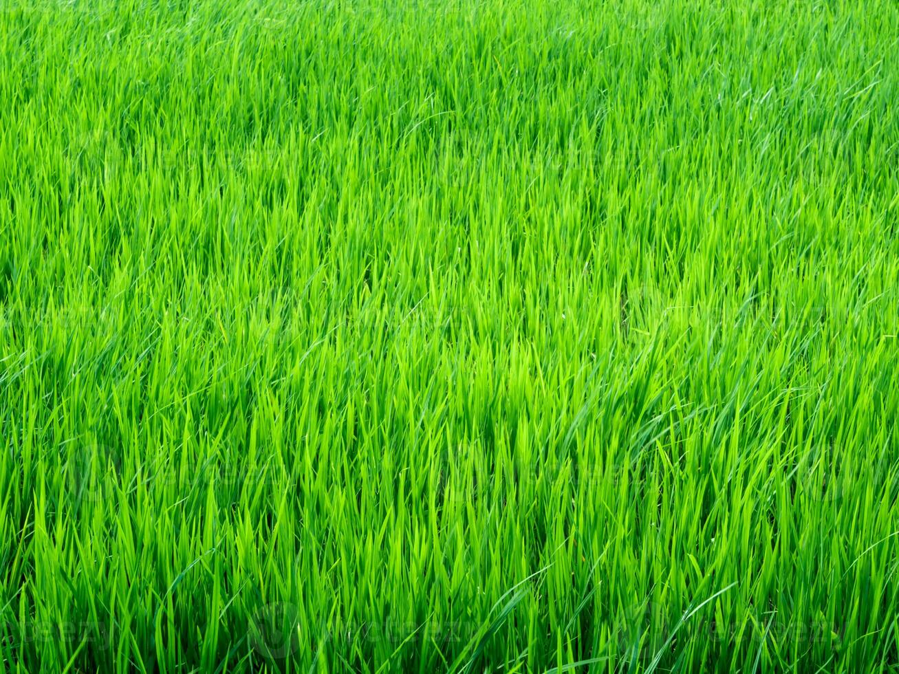 las hojas de la mosca del arroz siguen el viento en el campo de arroz foto