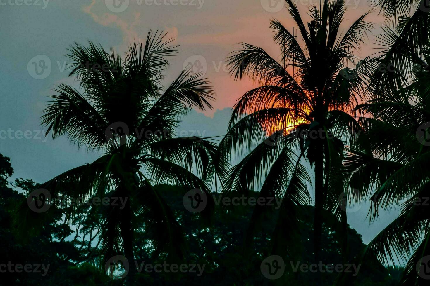 Background with palm trees photo