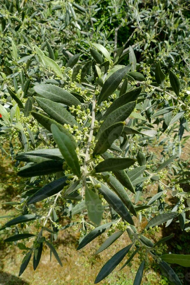 olive trees with green leaves and flowers photo