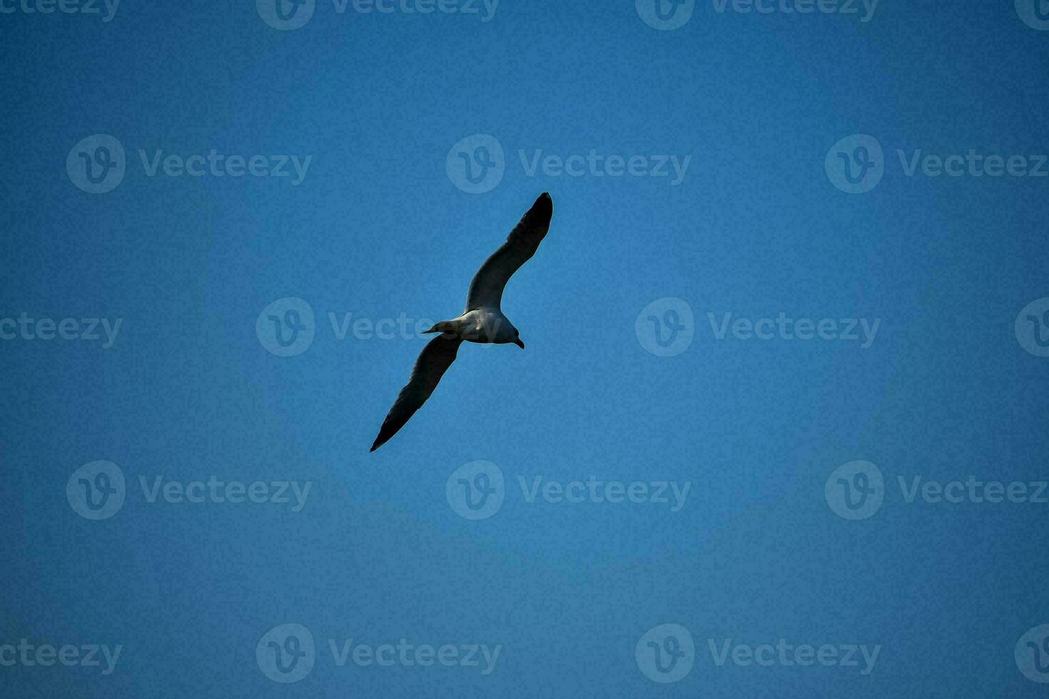 Seagull in the sky photo