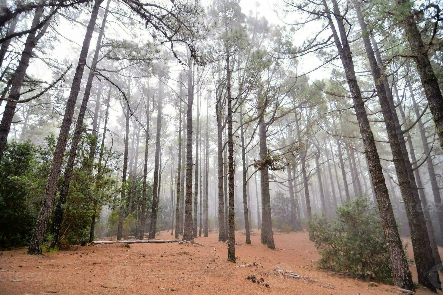 a forest with trees and fog photo