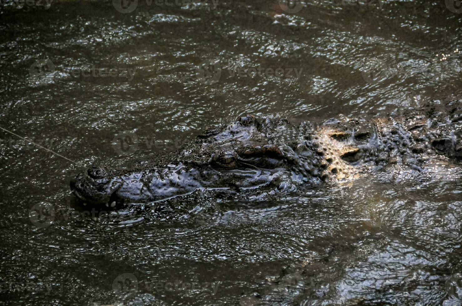 An alligator swimming photo