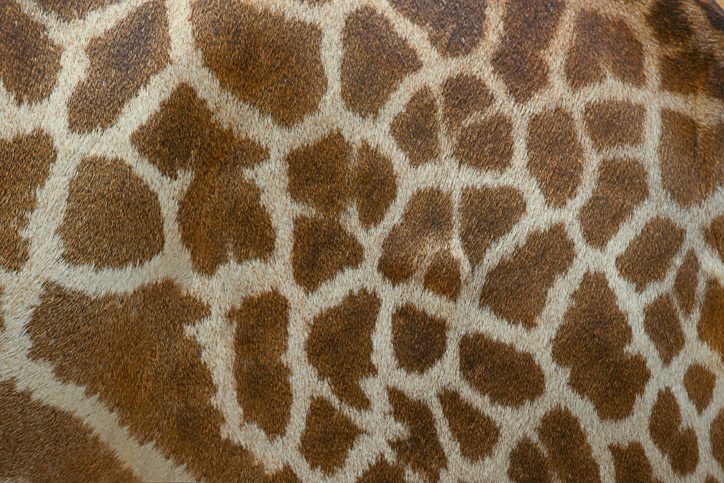 Beautiful pattern of giraffe skin for Background. photo