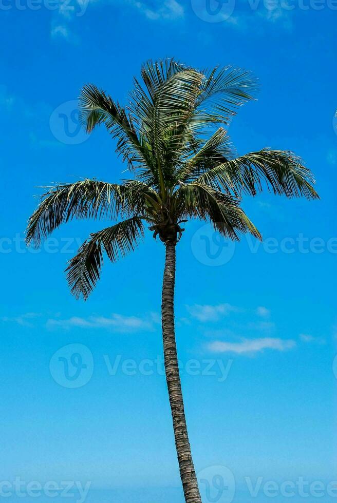 Tropical palm tree photo