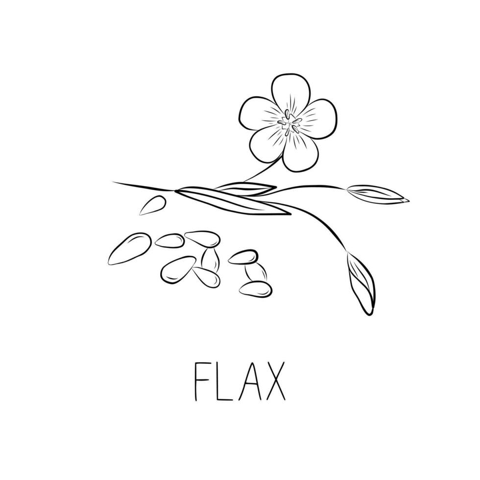 Sketch Flax Simple Vector Illustration in Doodle Style