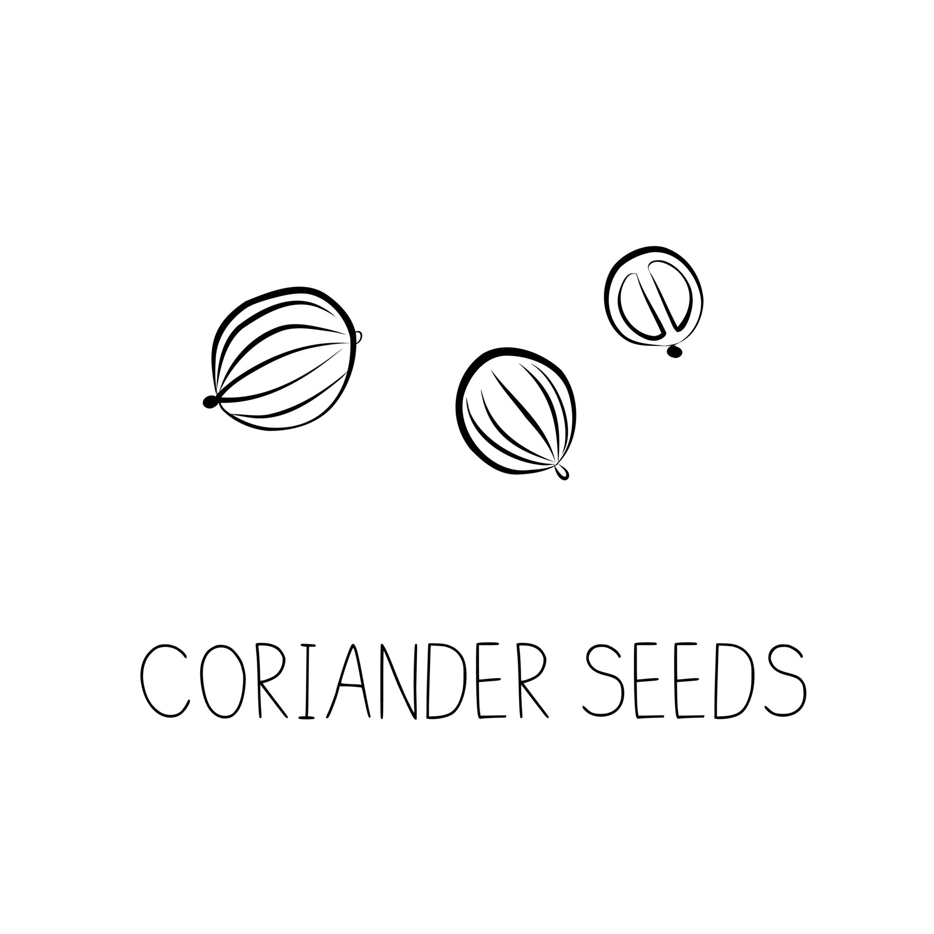 Sketch Coriander seeds Simple Vector Illustration in Doodle Style