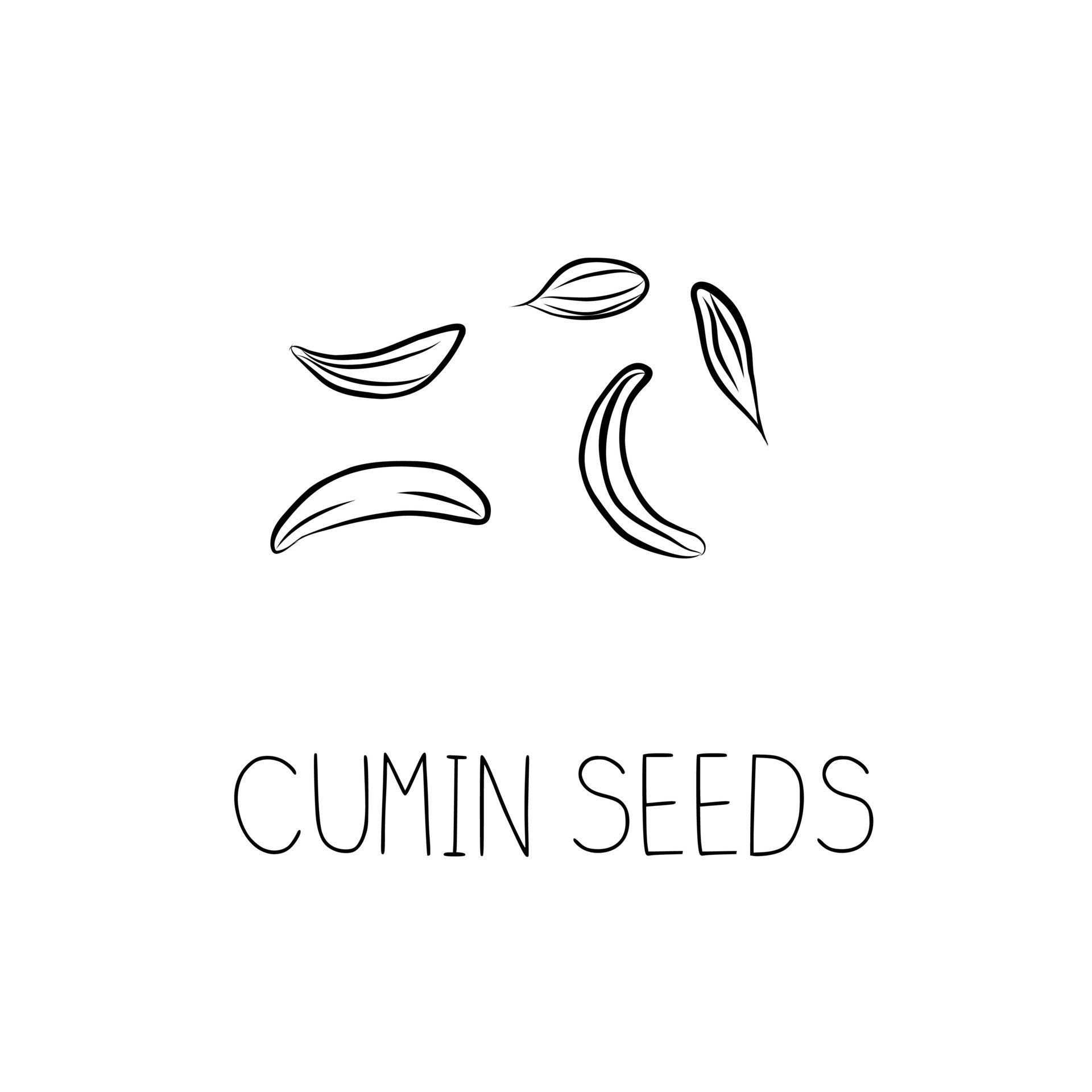 Sketch Cumin Seeds Simple Vector Illustration in Doodle Style 32311716