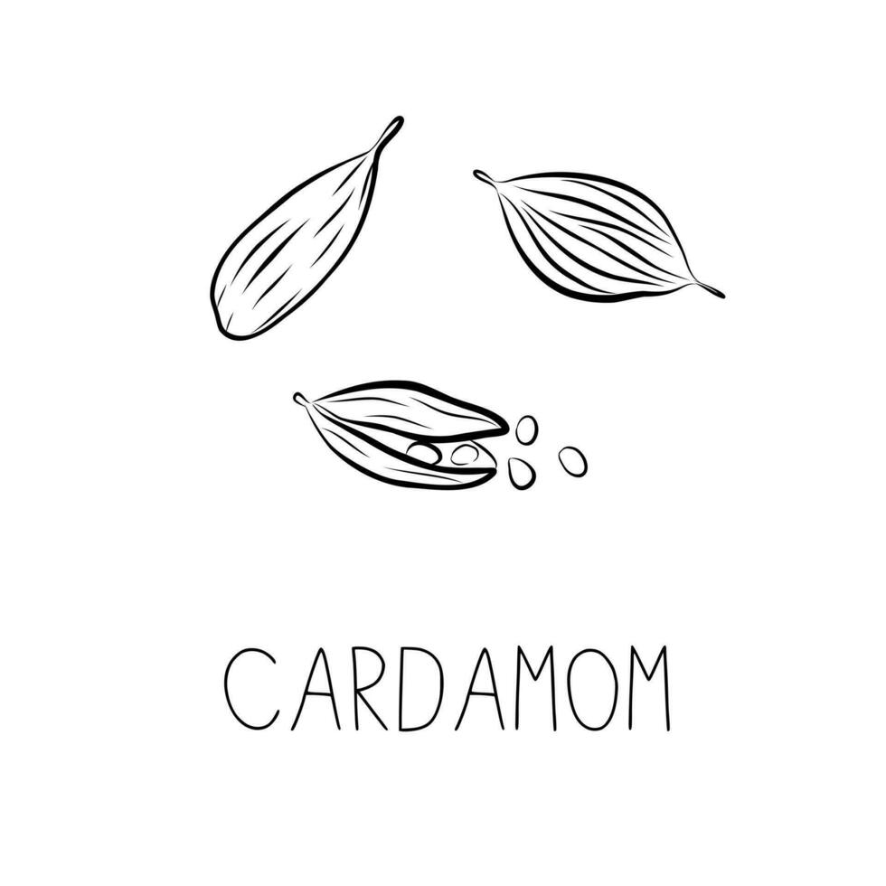 Sketch Cardamom Simple Vector Illustration in Doodle Style