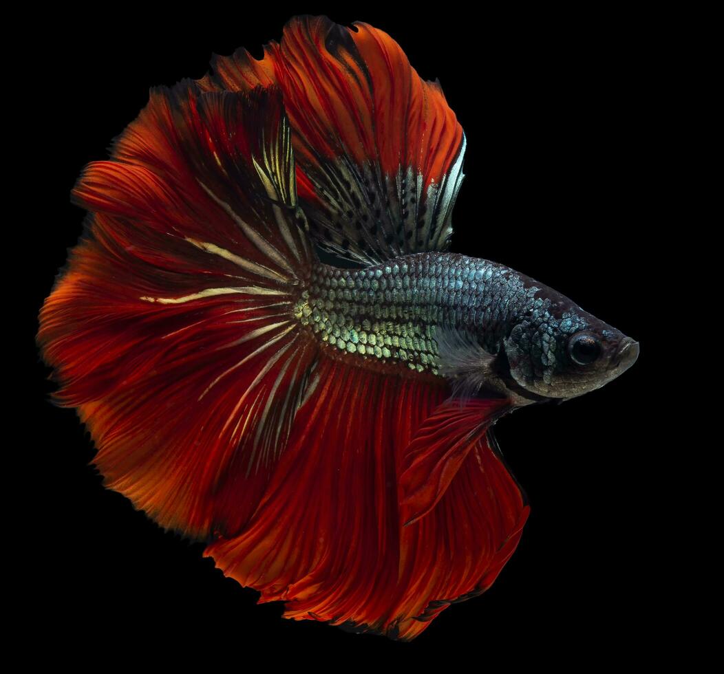 Beautiful movement of red blue Betta fish, Siamese fighting fish, Betta splendens of Thailand, isolated on black background. photo