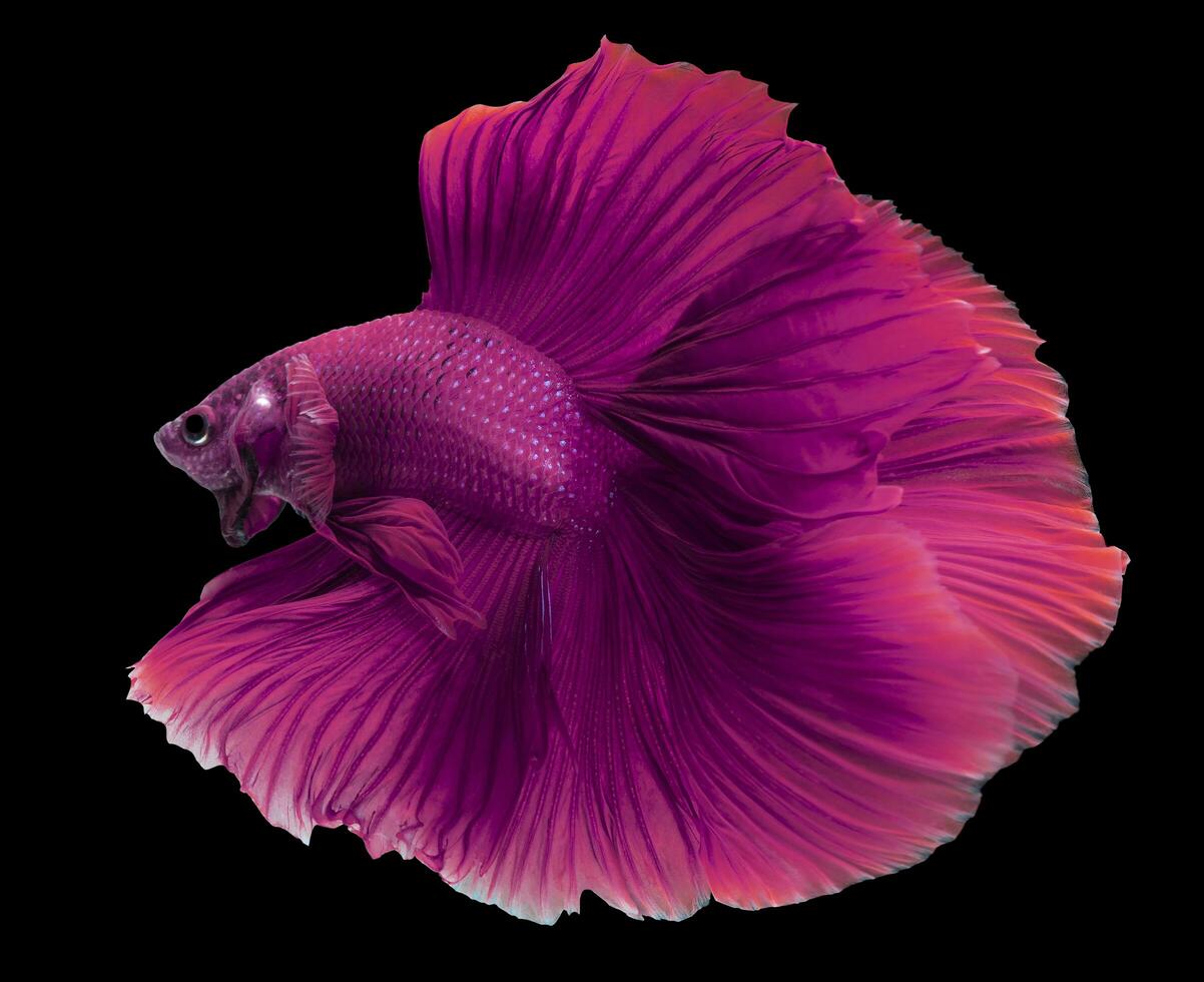 Beautiful movement of Pink purple betta fish, Fancy Halfmoon Betta, The moving moment beautiful of Siamese Fighting fish, Betta splendens, Rhythmic of Betta fish isolated on black background. photo