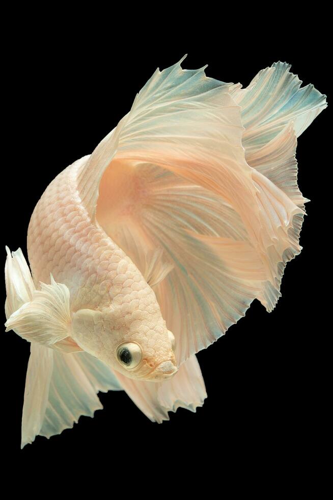 The white betta fish elegantly navigates the darkness of the black background its movements reminiscent of a ballet dancer captivating the observer's attention. photo