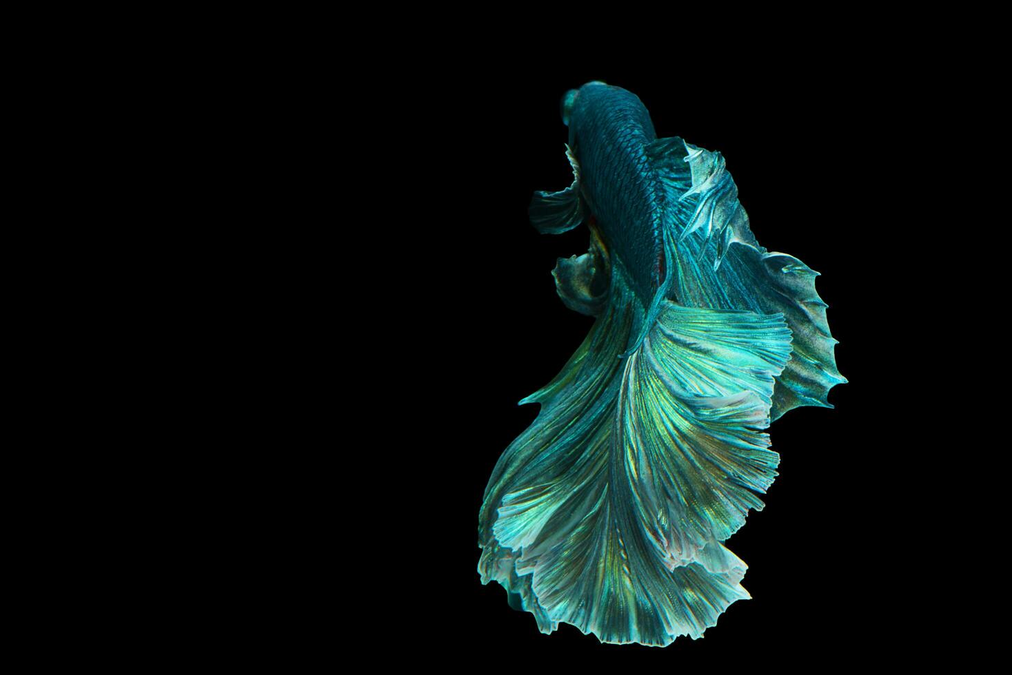 Dark green betta fish Fancy Halfmoon Betta The moving moment beautiful of Siamese Fighting fish in Thailand. Betta splendens Pla-kad, Rhythmic of Betta fish isolated on black background photo