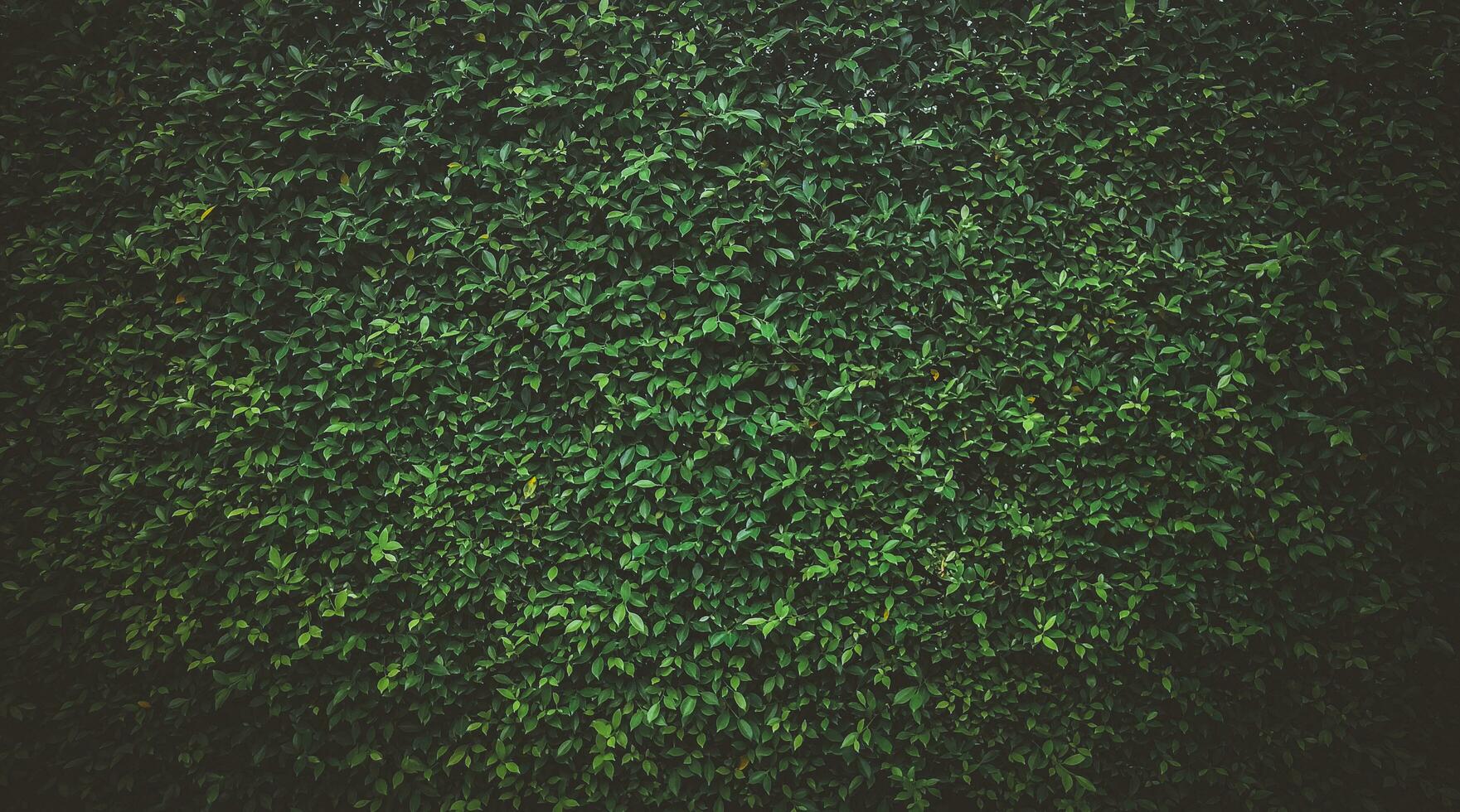 verde césped textura, verde césped sin costura textura, panorámico bandera fondo, verde hojas antecedentes foto