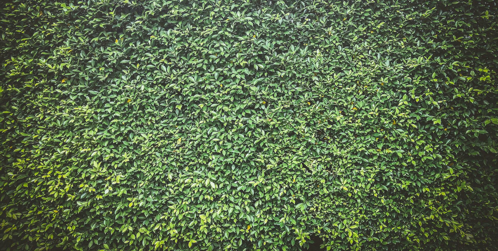 green grass texture, Green grass seamless texture, panoramic banner background, Green Leaves background photo