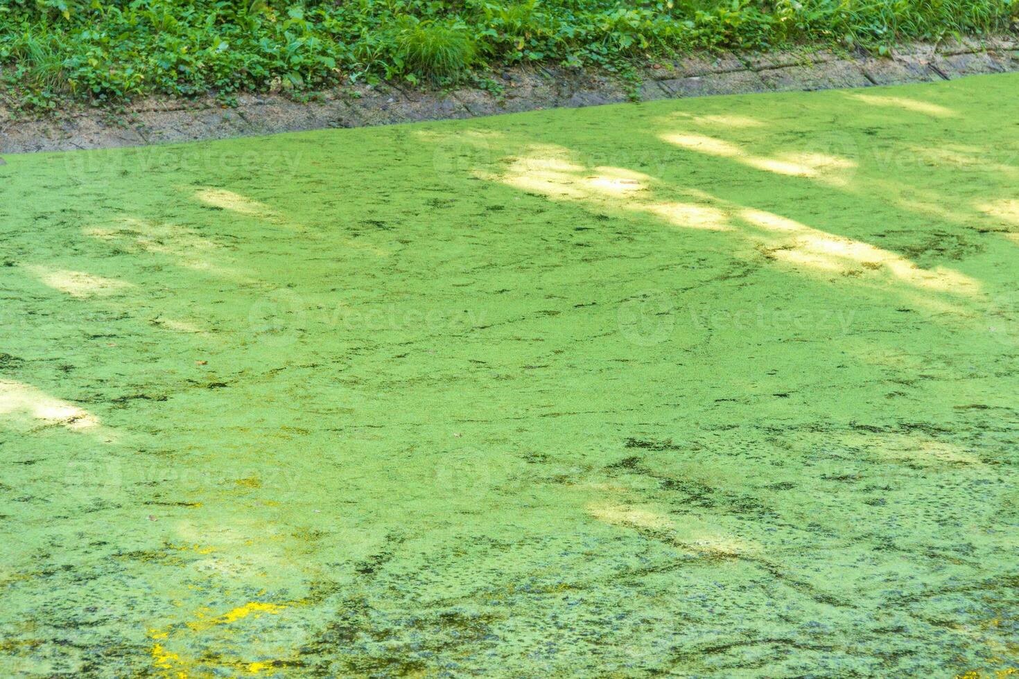 Lush green swamp and tropical forest scene. photo