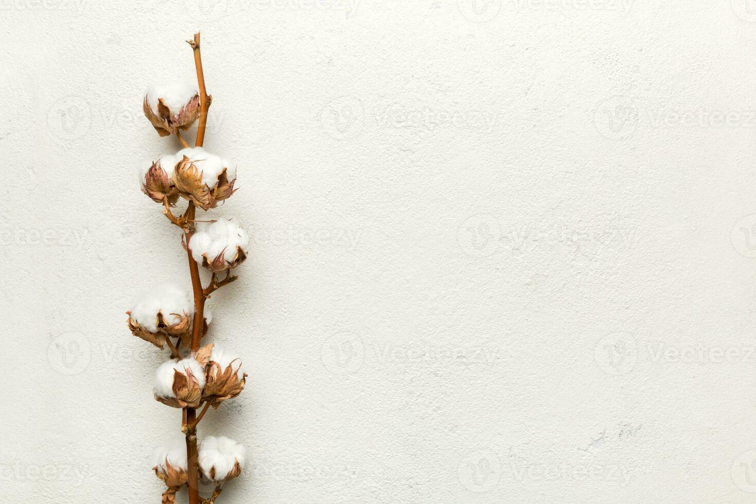 Autumn Floral composition. Dried white fluffy cotton flower branch top view on colored table with copy space photo