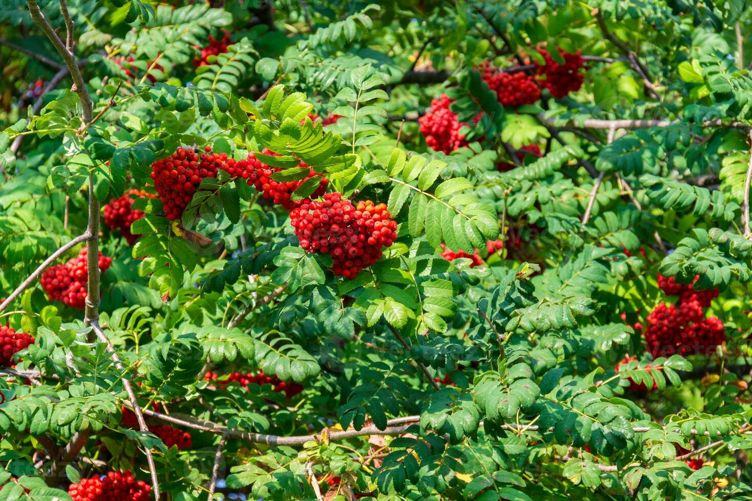 A lot of branches of ripe red rowanberries in the sunbeam in autumn. Bunches of fresh berries photo