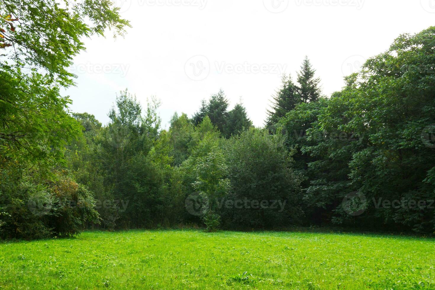 Scenic view of a beautiful meadow with green grass field in the park photo