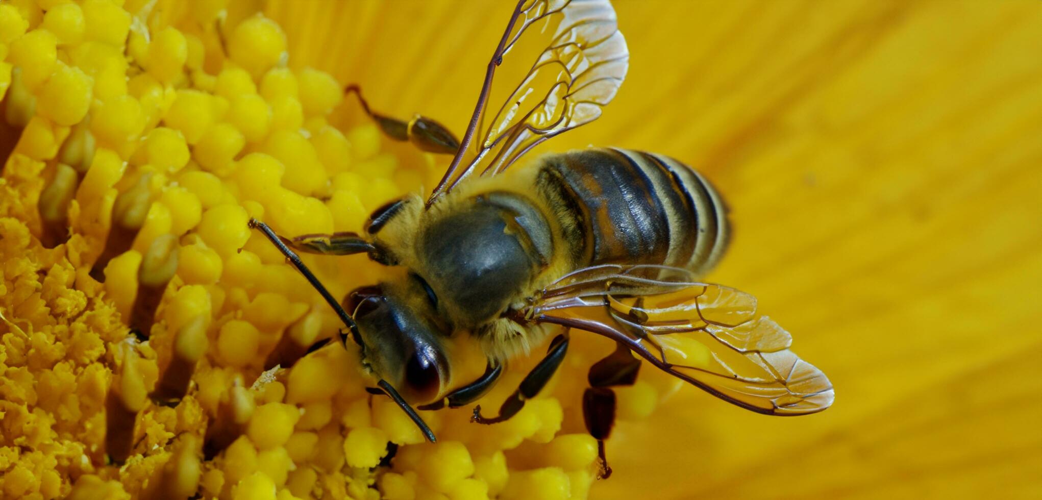 Bees suck pollen from flowers Close up photo Macro photo of an insect wasp