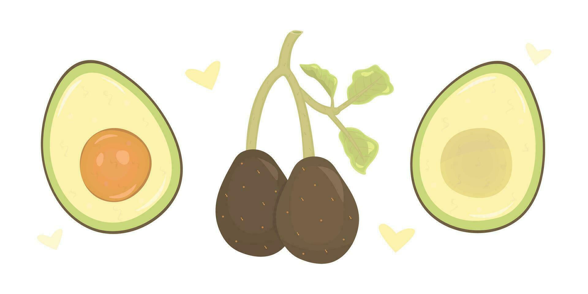 Appetizing whole and cut avocados, color vector illustration set