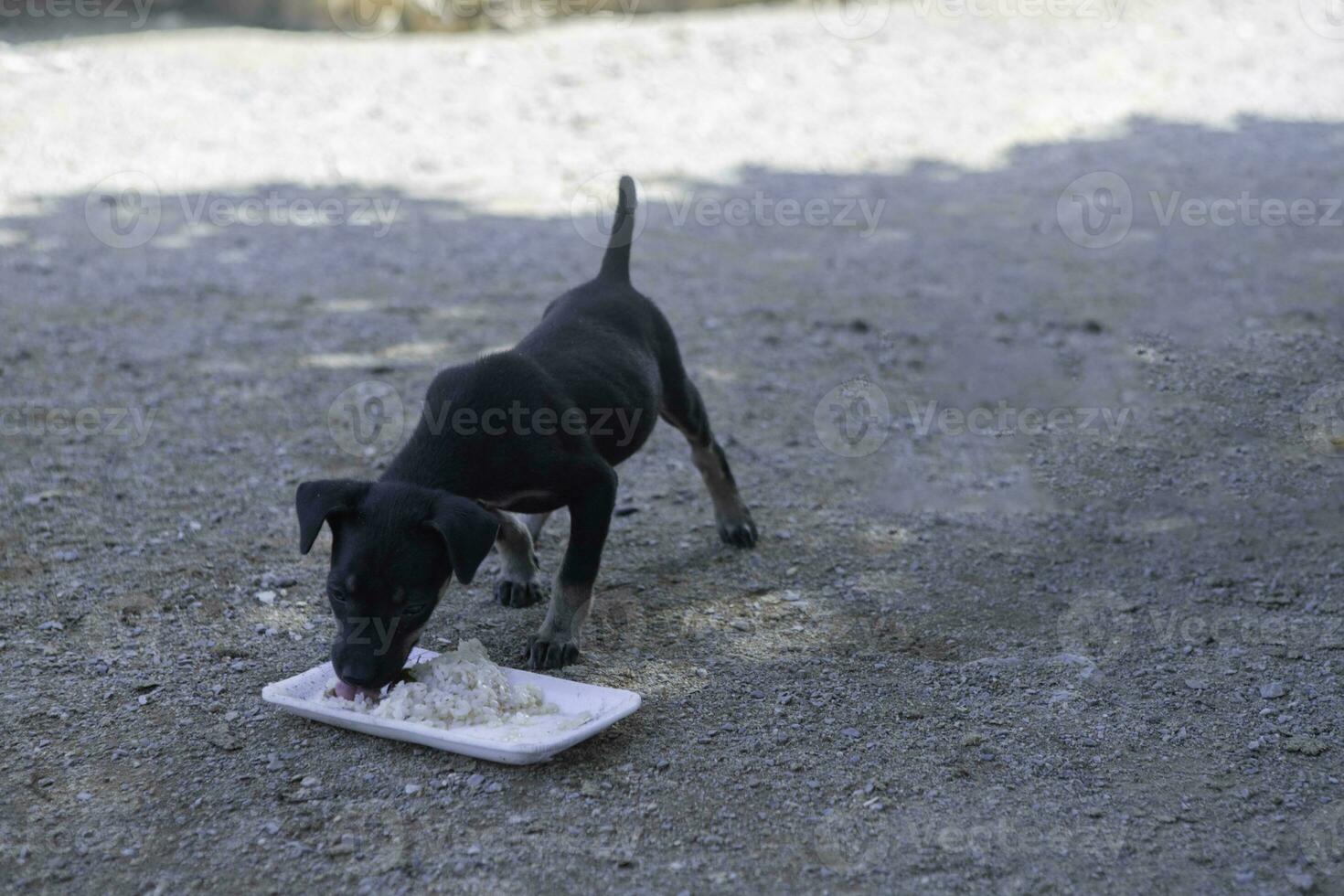 un perro comiendo comida solo desde un cuenco en el parque. selectivo enfocar. negro pequeño perro comer sucio comida plato en el suelo en el parque foto