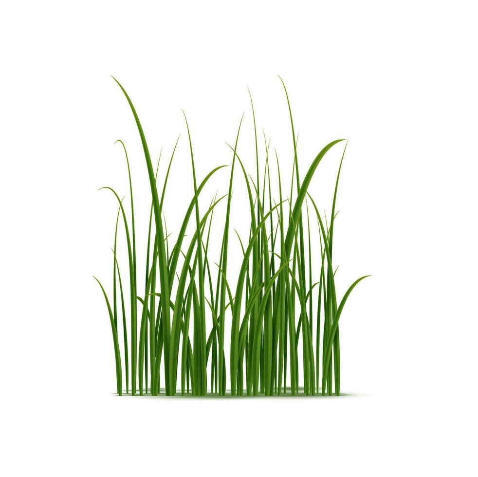 Realistic green grass, isolated 3d vector cluster