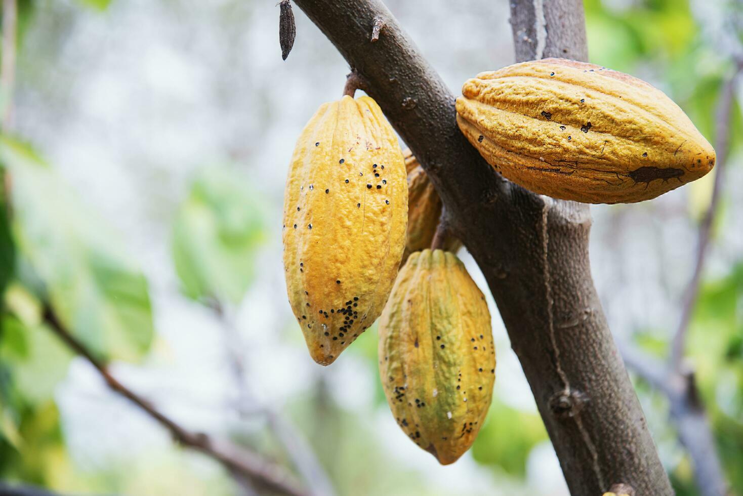 cacao fruit garden, tropical agricultural background photo