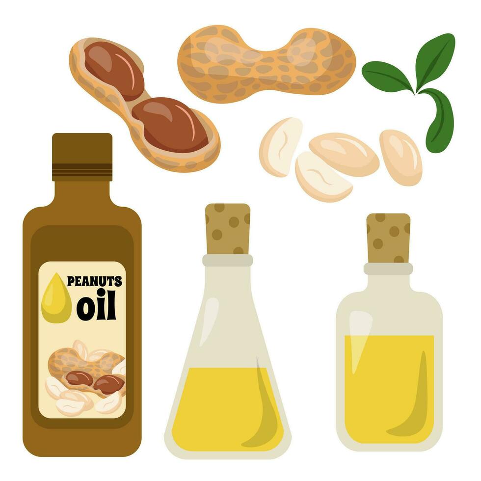 Set of peanut oil in a bottle and other containers, peanut pods and beans in shell and without vector