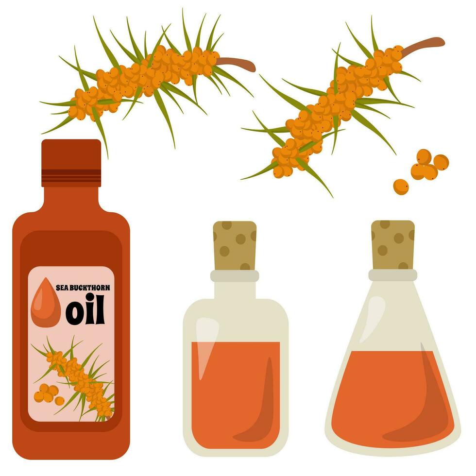 Set of sea buckthorn oil and sea buckthorn sprigs with berries, vegetable oil in various bottles vector