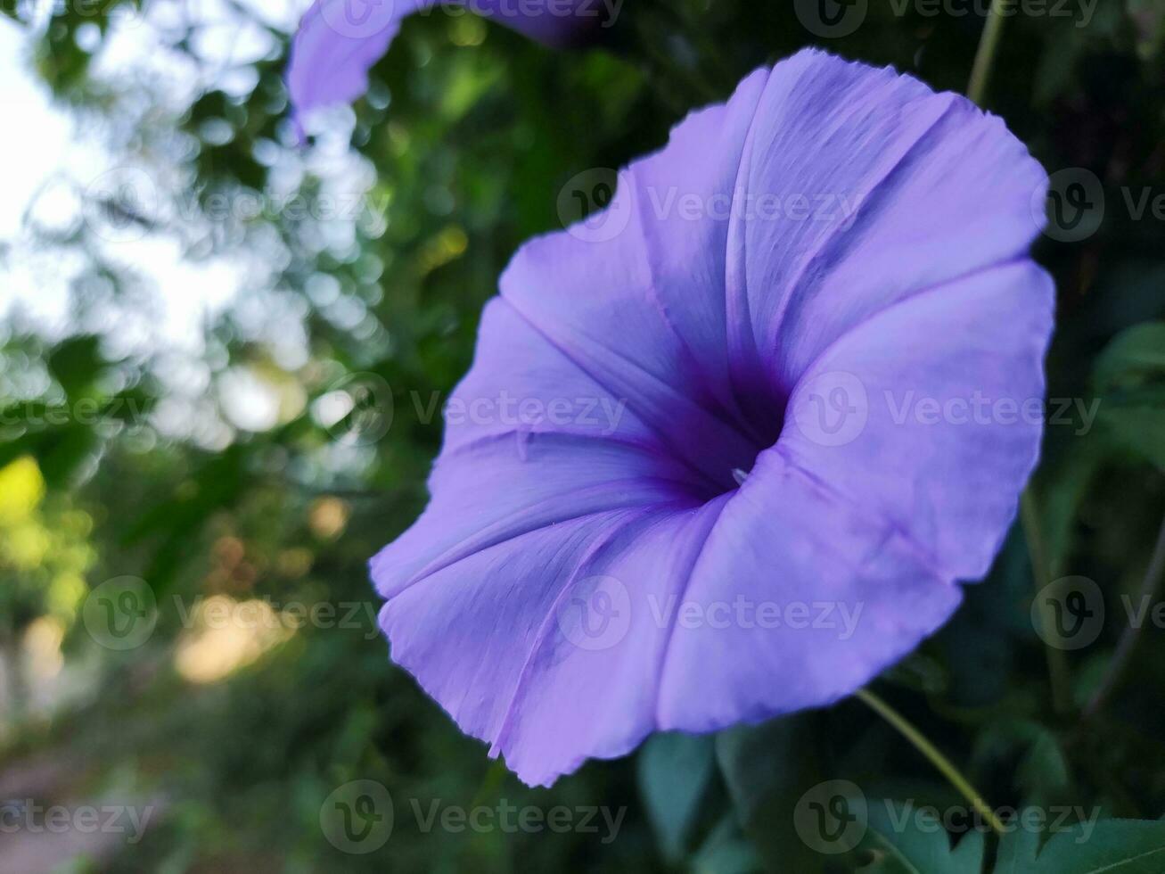 Close Up Morning Glory. Blooming flower in garden. Purple flora with vine leaves photo