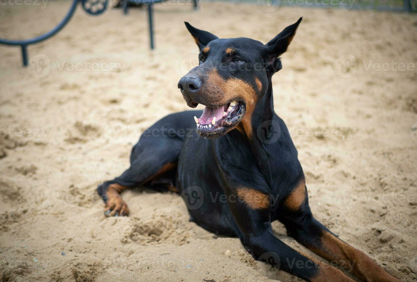 Portrait of a Doberman. photo