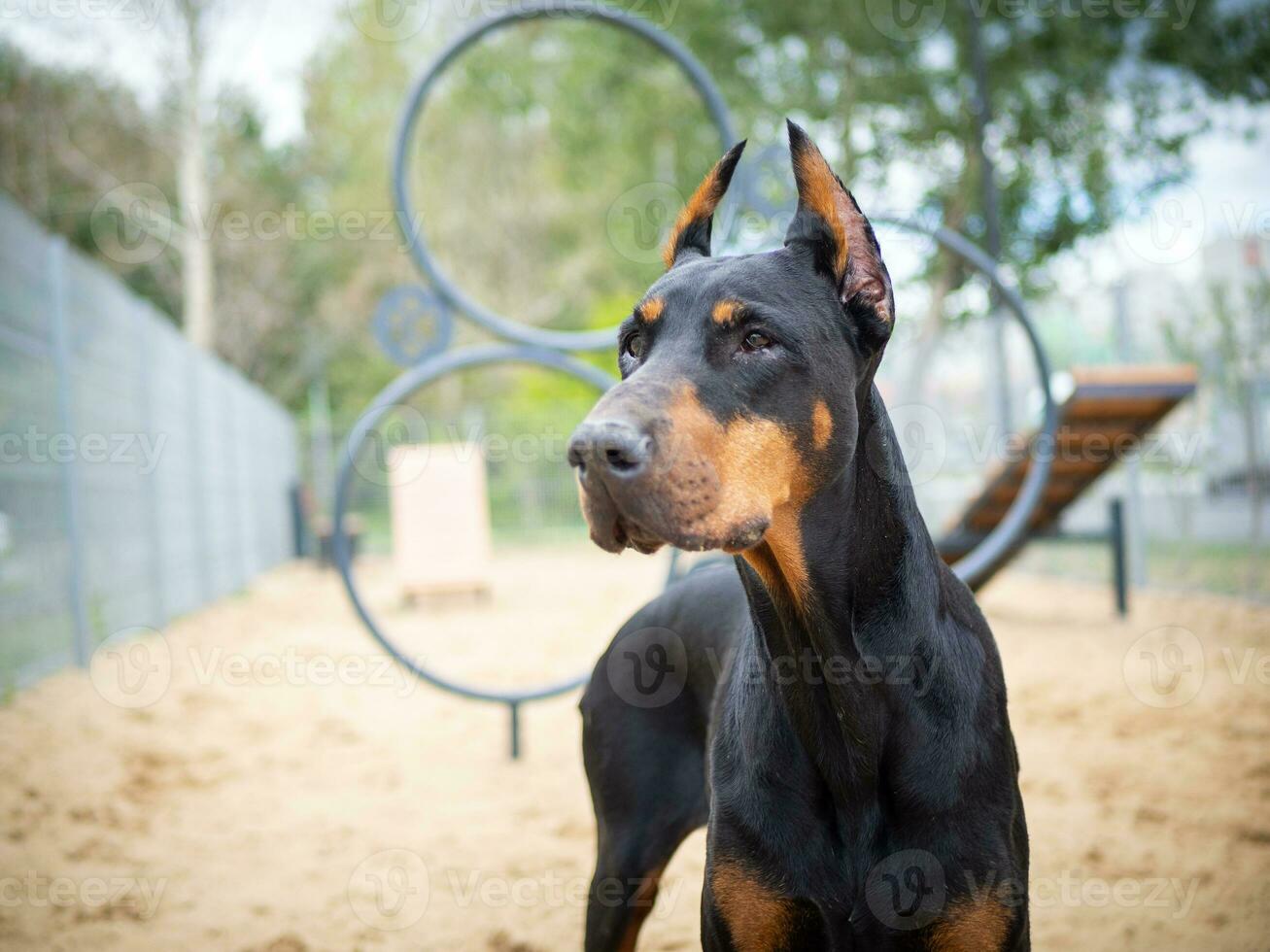 Portrait of a Doberman. photo