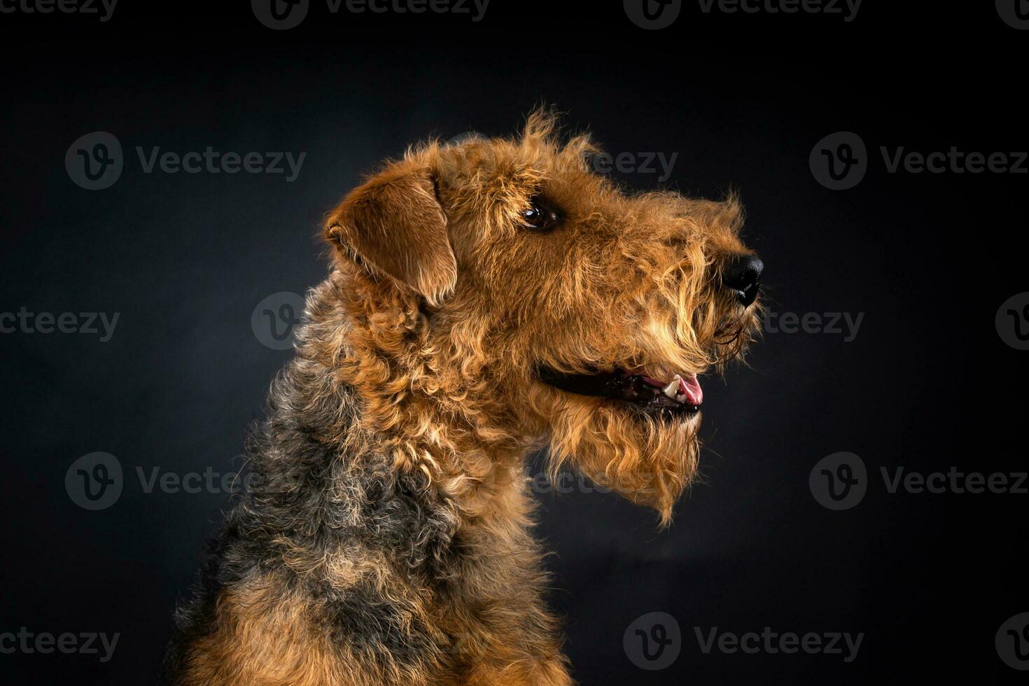 Portrait of an Airedale Terrier in close-up. photo